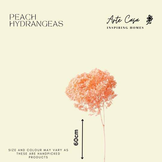 Hydrangeas _Peach