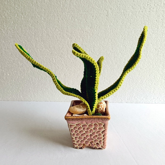 Forever Snake Plants - Pot 4