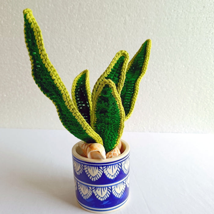 Forever Snake Plants - Pot 5