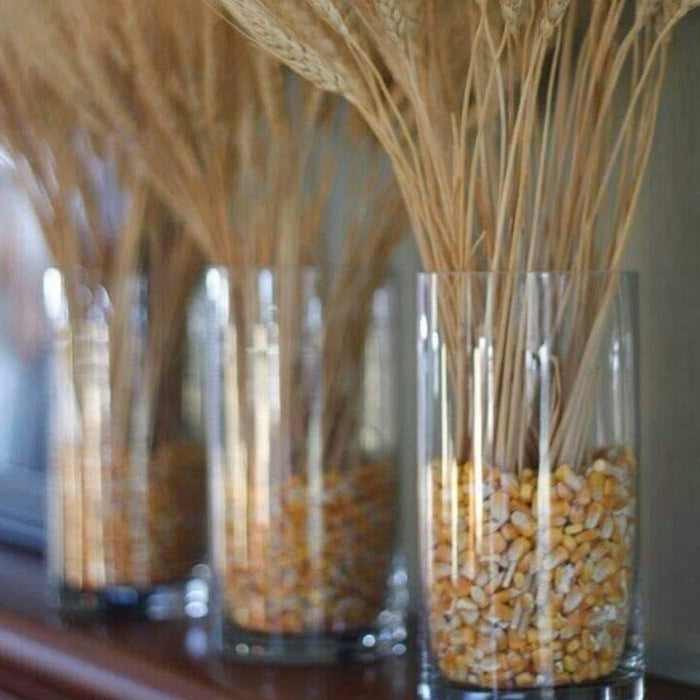 Wheat grass-set of 30 stems