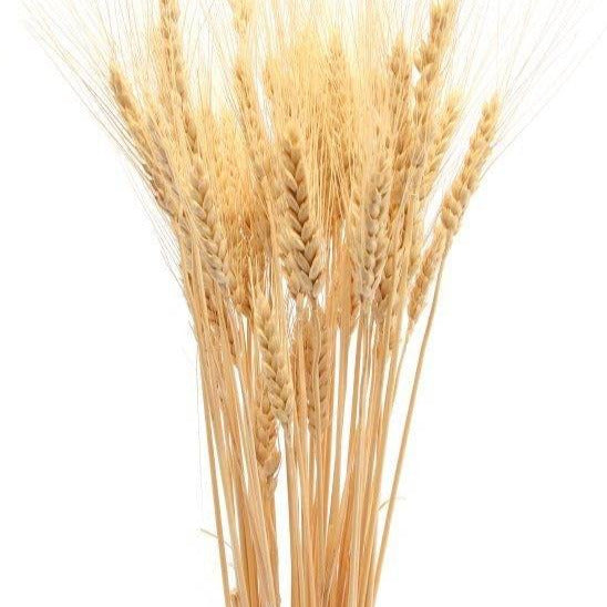 Wheat grass-set of 30 stems