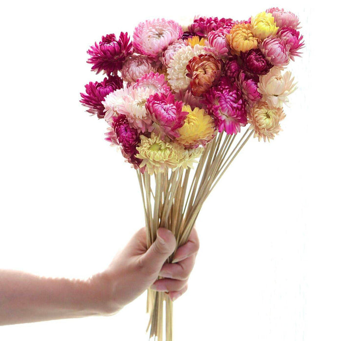 Straw flower-set of 20 stems