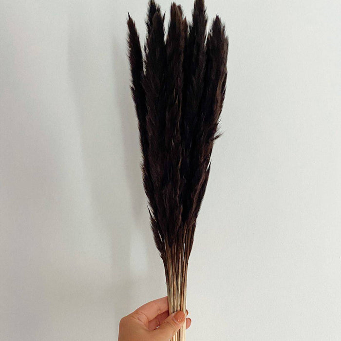 Mini Black pampas-set of 10 sticks